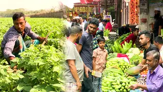 ভোলায় সবজির আবাদ বাড়লেও কমেনি কৃষকের দুশ্চিন্তা